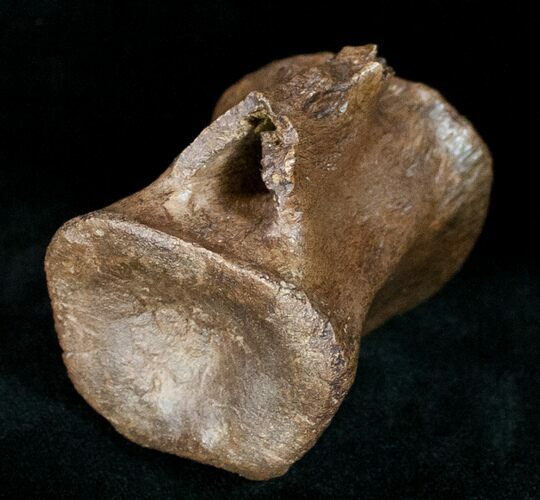 Ornithischian Dinosaur Caudal Vertebrae - Montana #12370